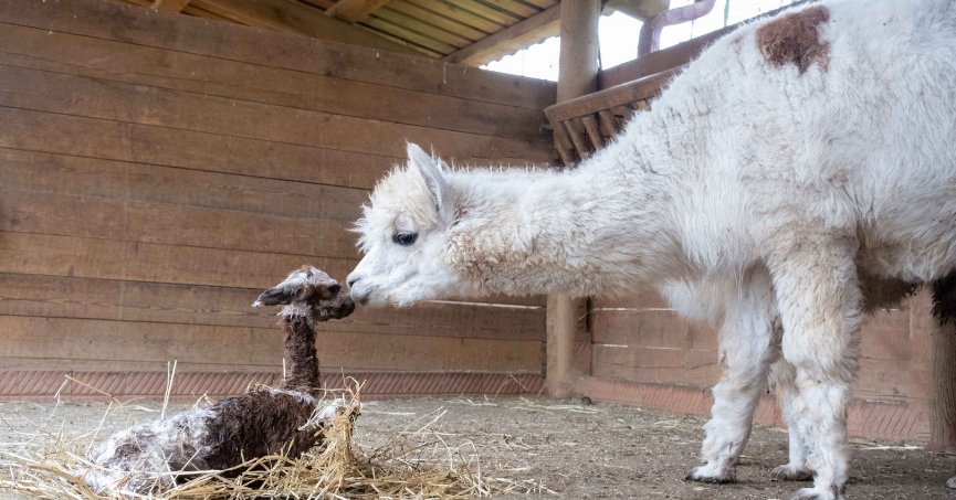 Ormanya’nın yeni  gözdesi yavru Alpaka
