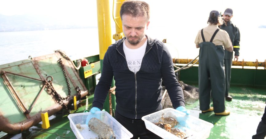 İzmit Körfezi’nde deniz yaşamı kayıt altında