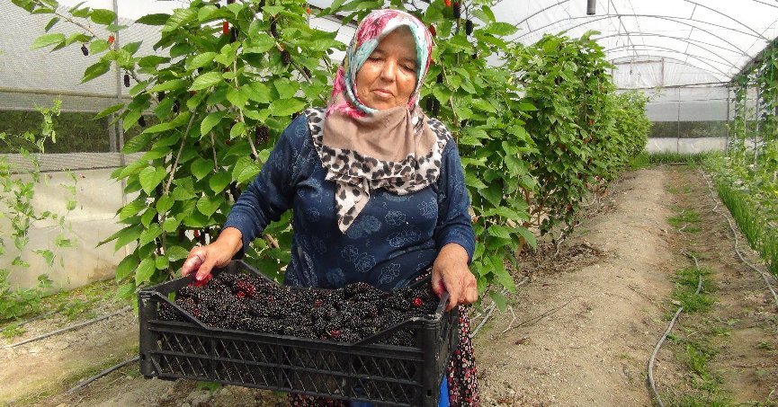 Karadut kilosu 50 liradan ihraç ediliyor