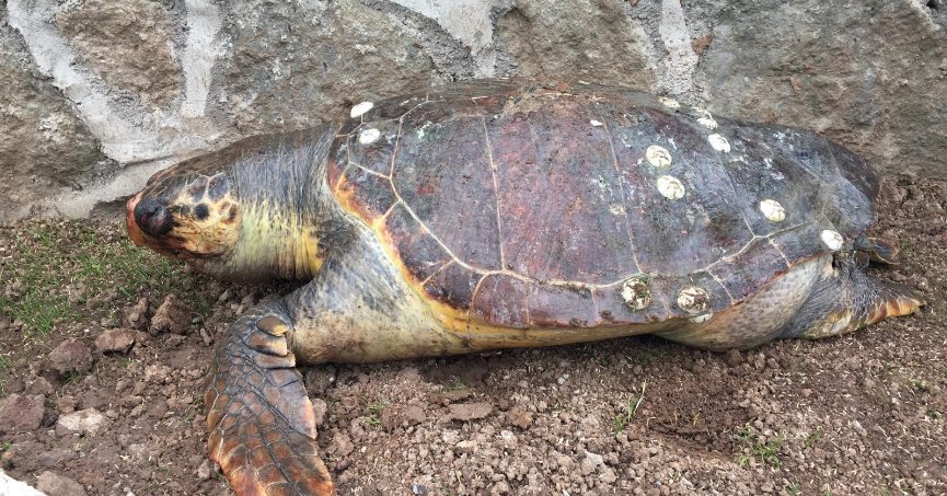 Deniz kaplumbağası Kocaeli’de kıyıya vurdu