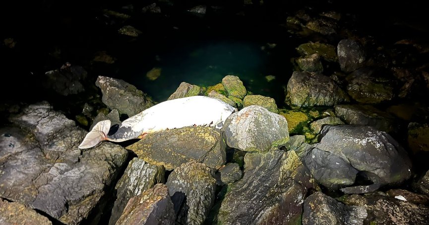 Kocaeli’de ölü yunus sahile vurdu