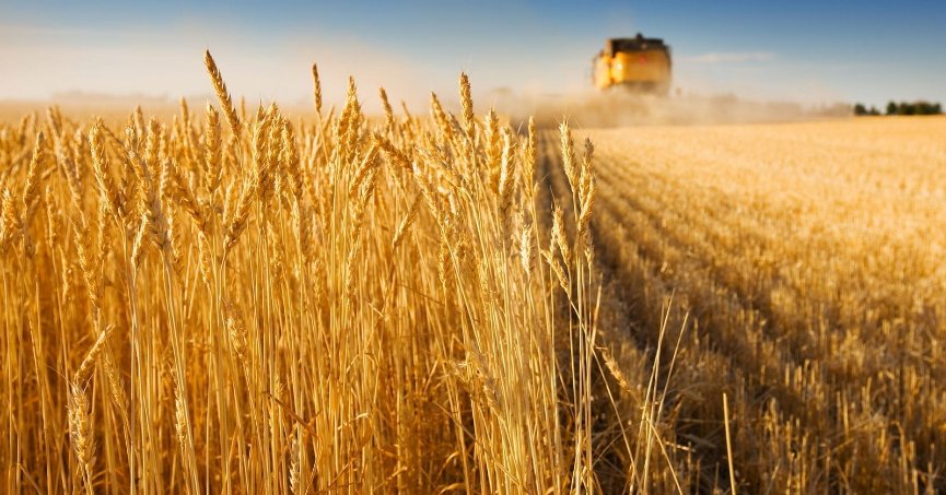 Hububatta ekim alanındaki artış rekolte kaybını kapatabilir