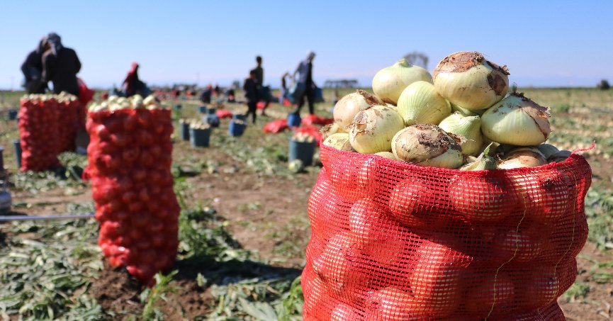 Bu yıl iki kat ekildi, fiyatı düşmeye başlayacak