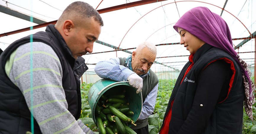 Depremzede çiftçiler salatalık hasadına başladı