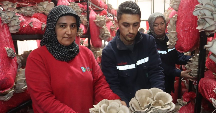 Mantar üretim tesisinde  yılın ilk hasadı yapıldı