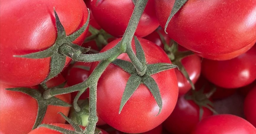 Domates ihracatından 3 ayda 203 milyon dolarlık gelir