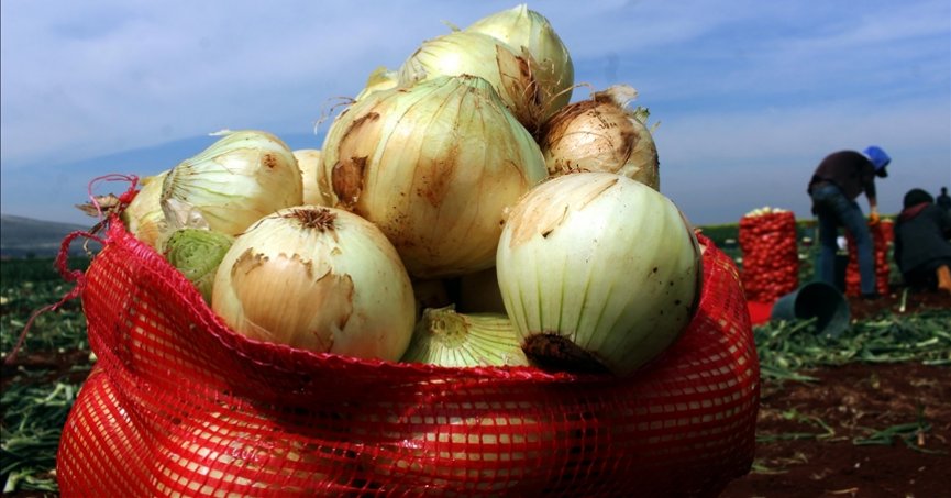 Turfanda soğan hasadı başladı