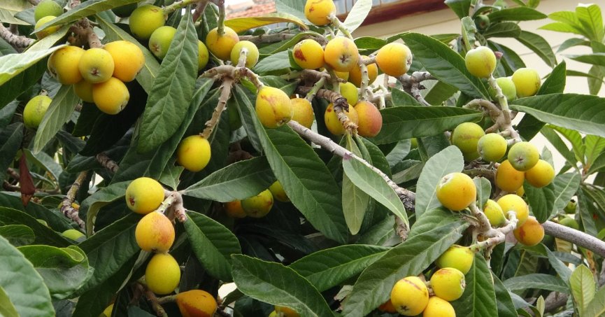 Turfanda yenidünyaları ilk büyükşehirler tadacak