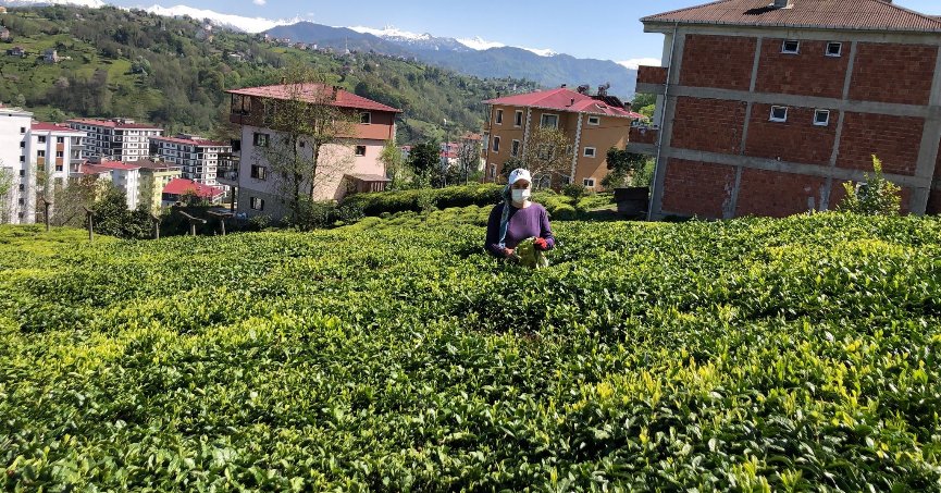 Doğu Karadeniz’de yaş çay  sezonu hazırlıkları başladı