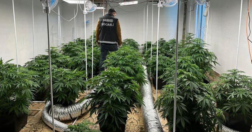 Villada Hint keneviri yetiştiren 2 zanlı tutuklandı