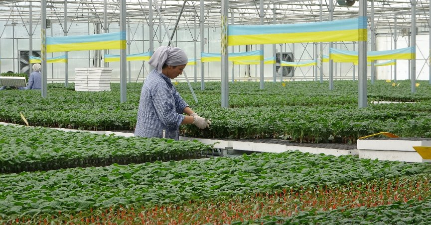 Türkiye’nin fideleri  Bafra Ovası'ndan