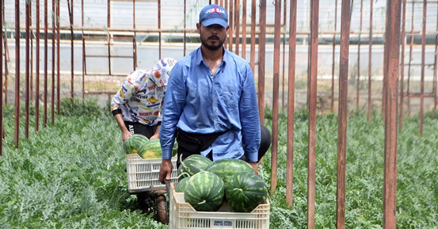 Sera karpuzları, raflarda yerini almaya başladı