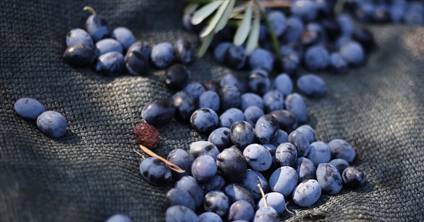 Bitkileri zararlılardan  korumada yerli üretim atağı