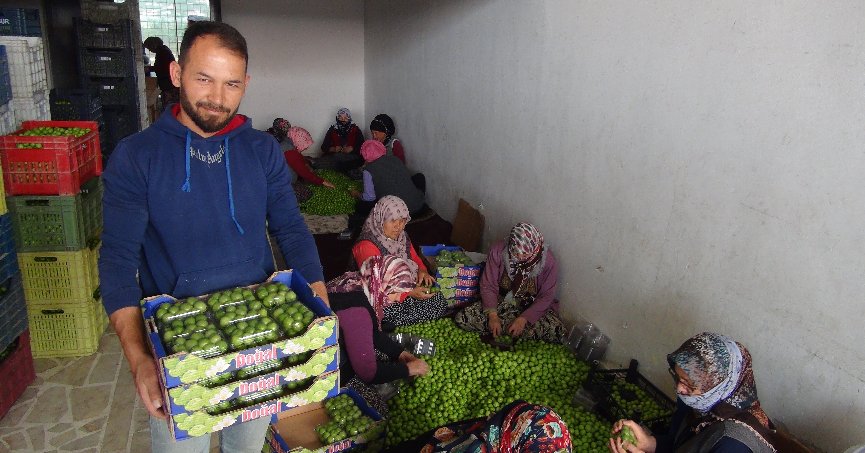 Bahçelerde can  eriği hasadı başladı