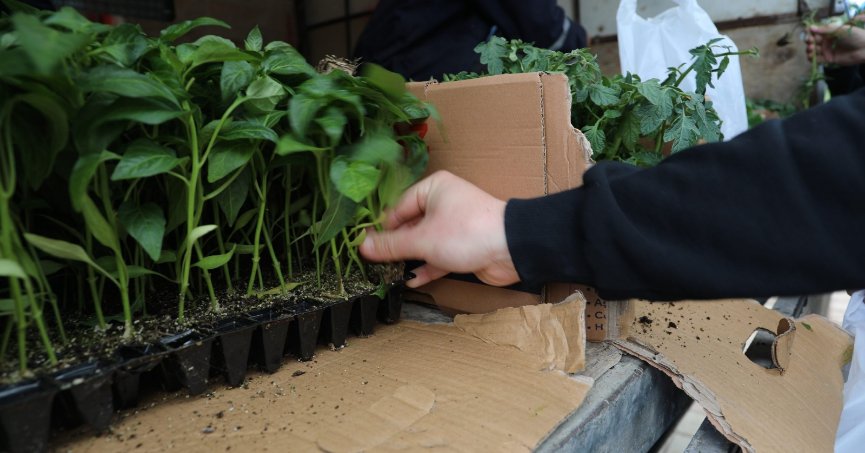 İzmit Belediyesi’nden yüzde 100 fide desteği