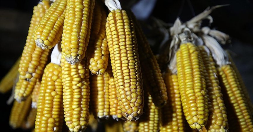Buğday, mısır ve arpada gümrük vergileri yüzde 130 olarak belirlendi
