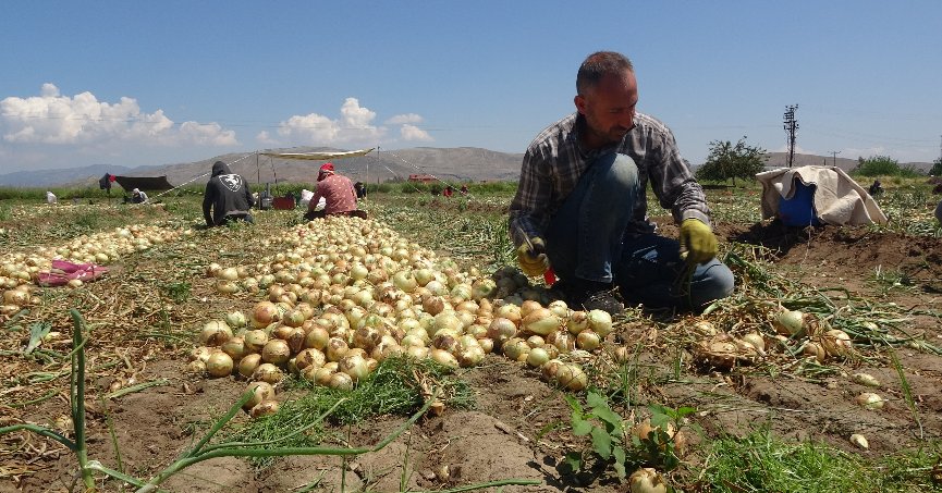 Soğan tarlada 9-10 lira seviyesine düştü