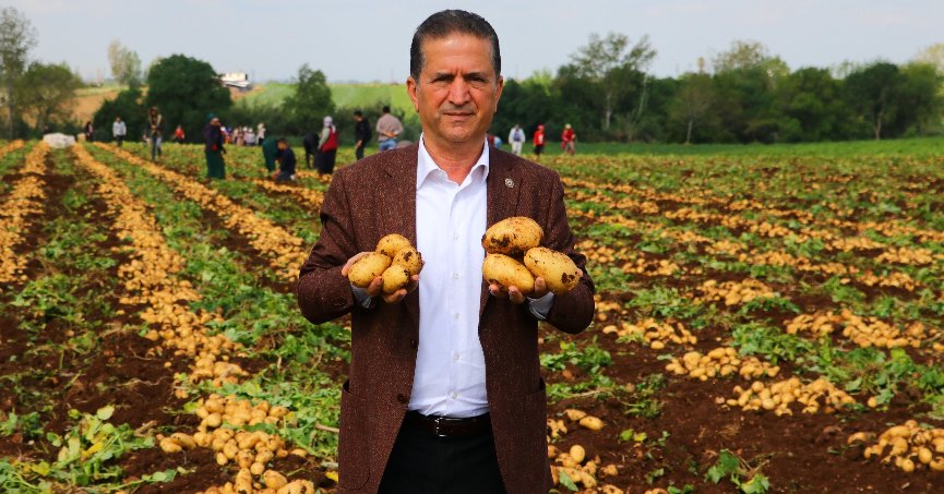 Turfanda patates hasadı başladı, verim yüksek