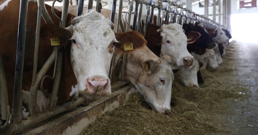 Sözleşmeli besicilik ile aile işletmelerinin gelişimine katkı