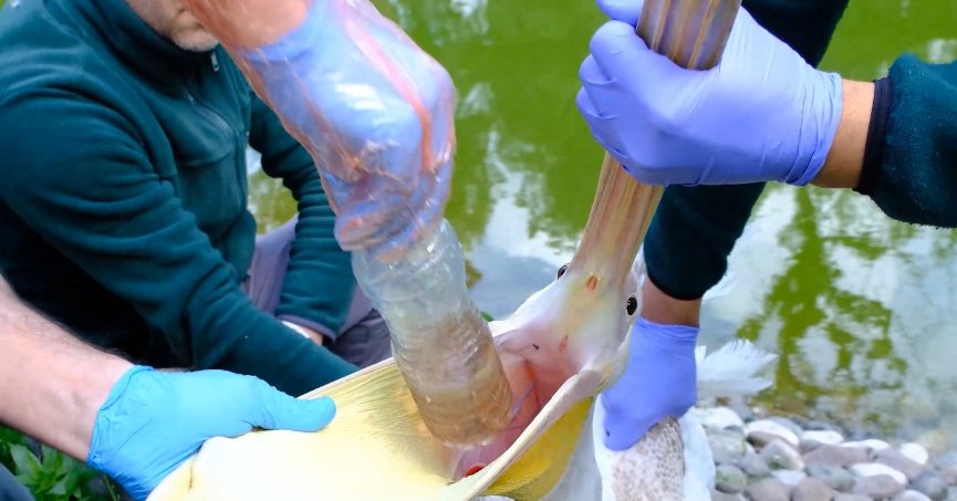 Pelikanın midesinden  plastik şişe çıkarıldı