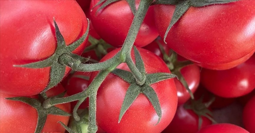 Rusya’ya domates ihracatında kota artırıldı