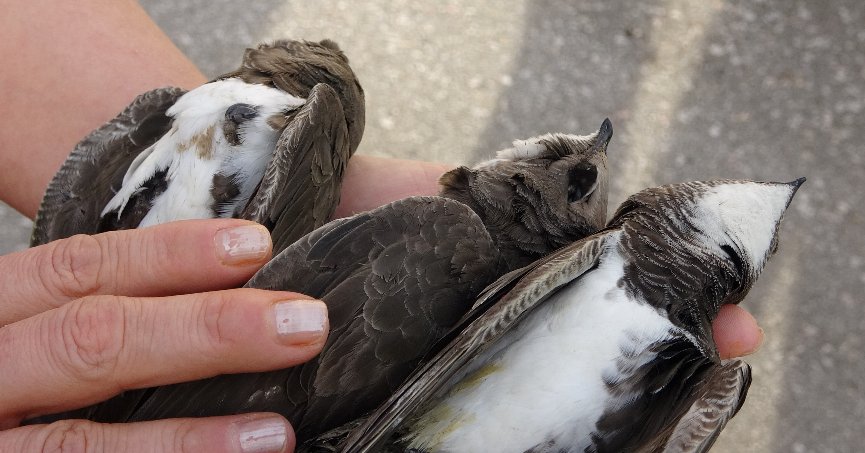 8 ebabil kuşu telef oldu