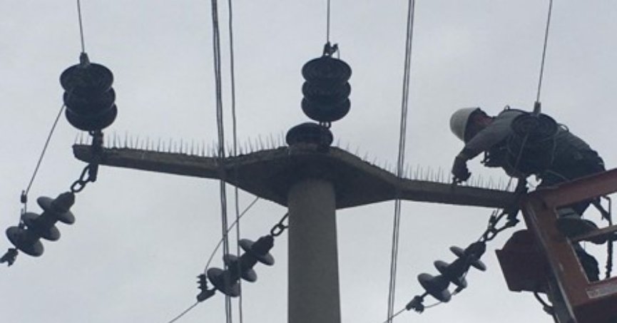 SEDAŞ, leyleklerin güvenli  göçü için önlemlerini aldı