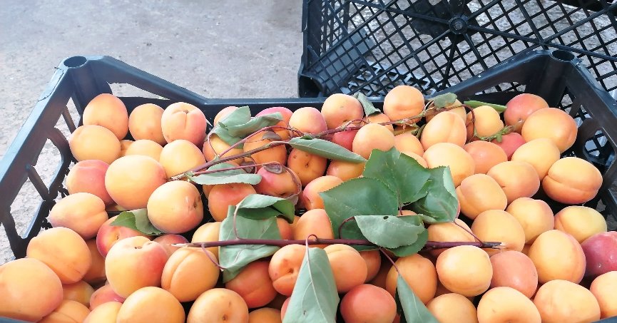 Mersin kayısısı,pazar tezgahında