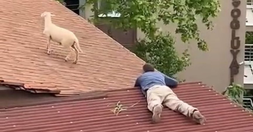 Çatıya çıkan koç hem güldürdü hem uğraştırdı