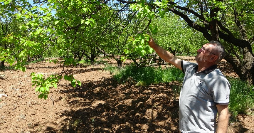 Kayısı düşük rekolte tehlikesiyle karşı karşıya