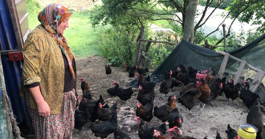 Büyükşehir’den üreticilere yüzde 50 hibeli yumurta tavuğu