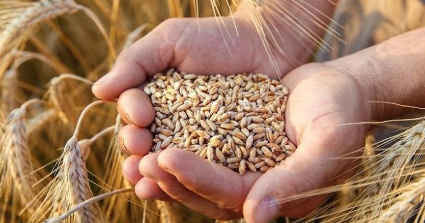 UHK’nin buğday rekolte  tahmini 20,75 milyon ton