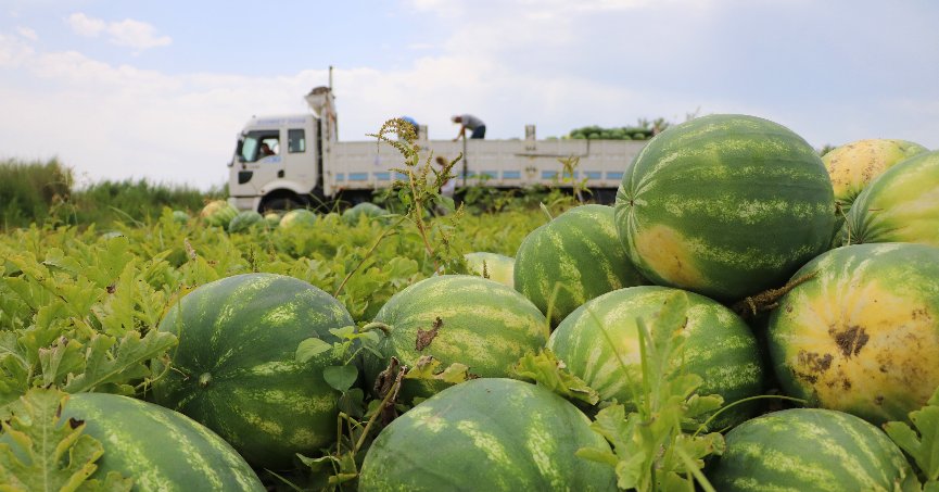 Tescilli Adana karpuzu hasat için gün sayıyor
