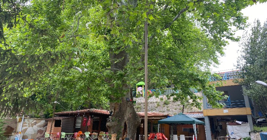 Tarihi çınar ağacı yıllara meydan okuyor