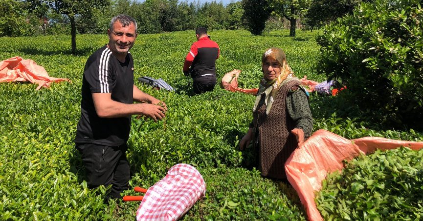 Rize'de yaş çay üreticileri bahçelere girmeye başladı