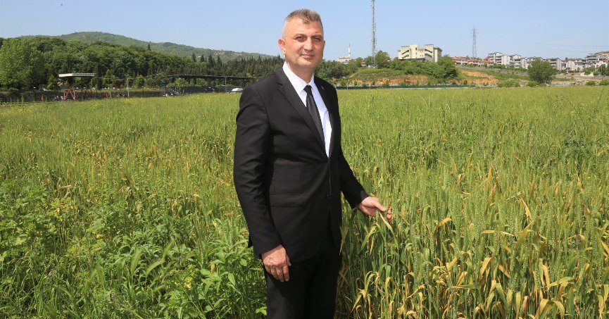 Gölcük Belediyesi’nin buğdayları yetişiyor