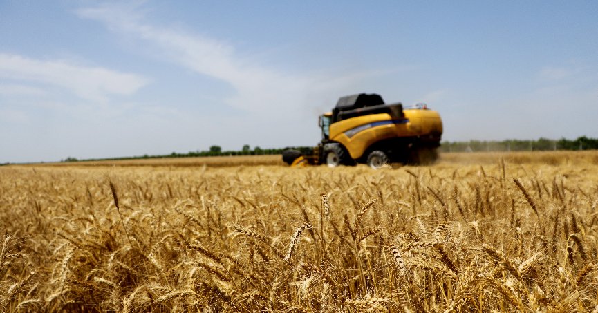 Buğdayda hasat başladı rekolte yüksek olacak
