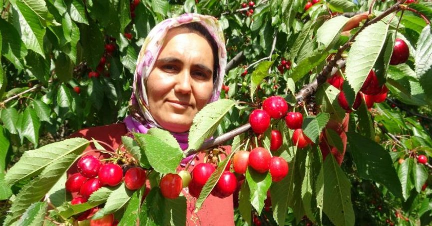 Turfanda kiraz çıktı: İlk hasatlar Norveç, Almanya ve Rusya'ya