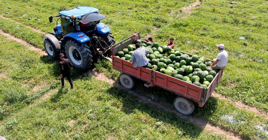 Adana karpuzu, tarlada kilosu 6 liradan satılıyor