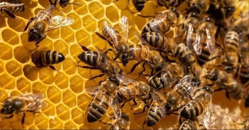  ‘Açlık sorununa arılar çözüm olacak’