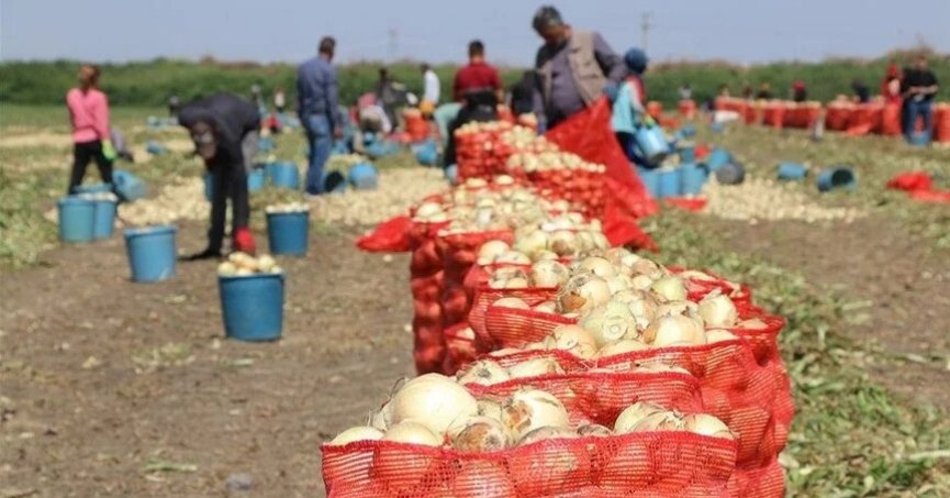 Soğanın tarla fiyatı 5 liraya kadar geriledi