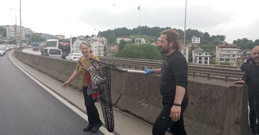 Gölcük’te bariyerlere sıkışan kedi için trafiği durdurdular