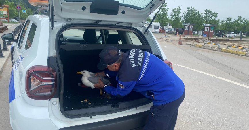 Yaralı bulunan martıya  Ormanya’da tedavi