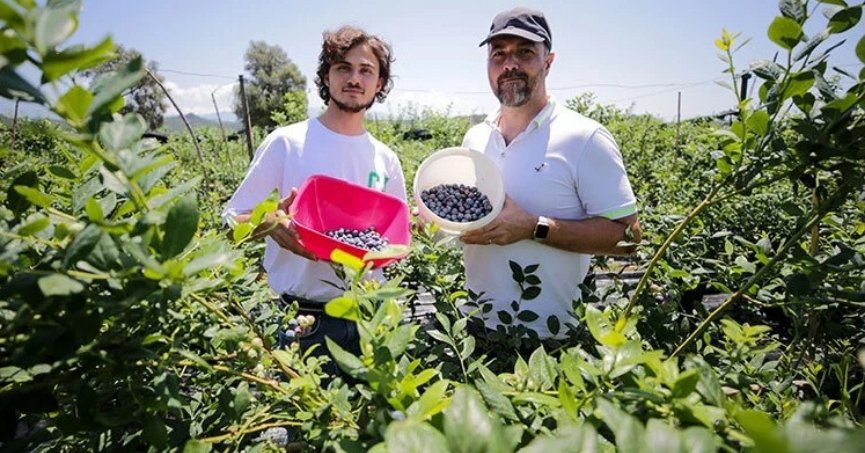 İhracatı da yapılan mavi yemişe talep artıyor