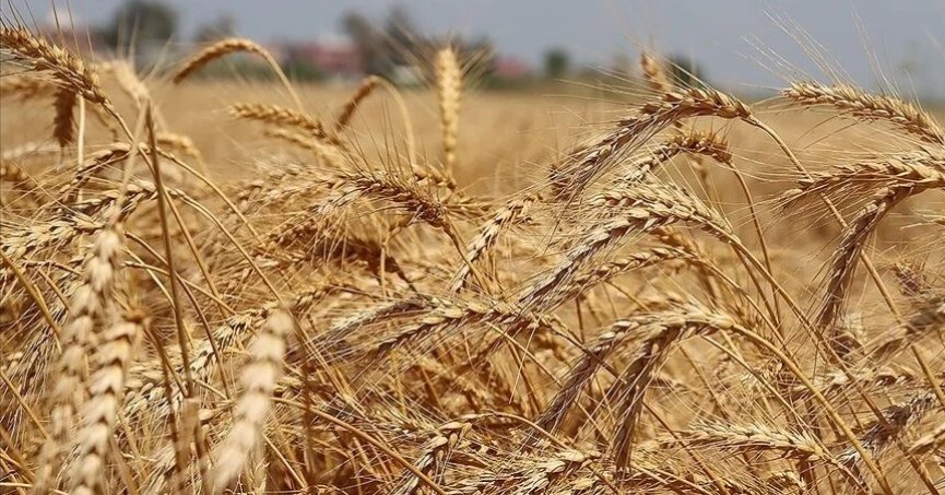 Buğday sektörü için kapsamlı yol haritası