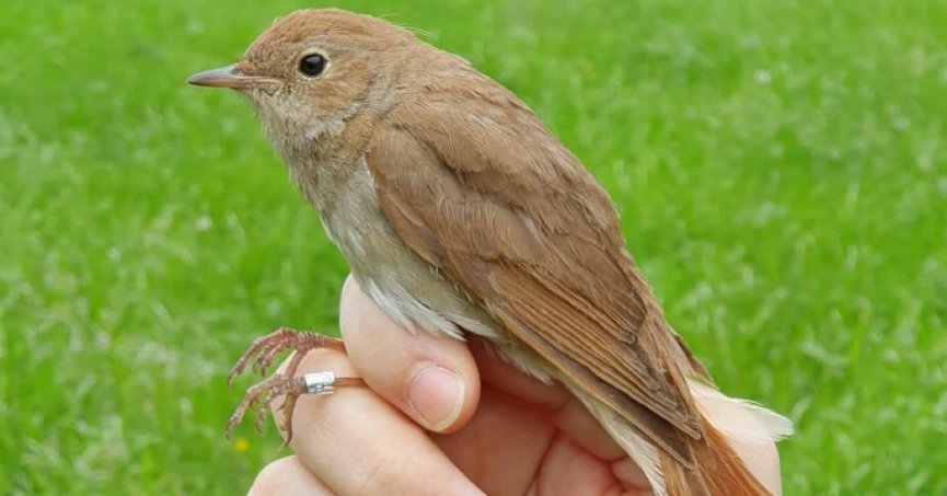 Ormanya’ya Kuş Halkalama İstasyonu