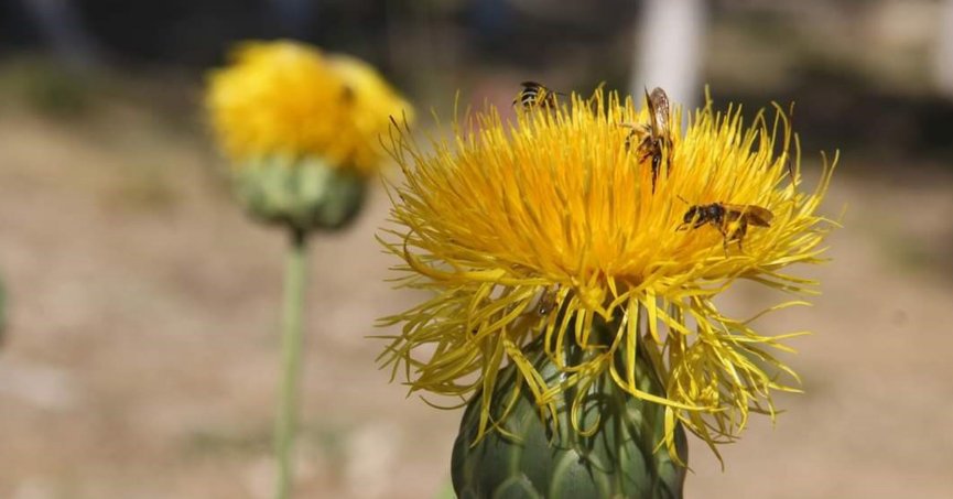 ‘Tülüşah’ çiçeğini koparmanın cezası 244 bin TL