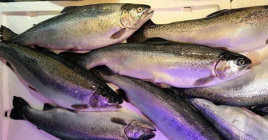 Doğu Karadeniz’den somon ihracatı yüzde 227 arttı