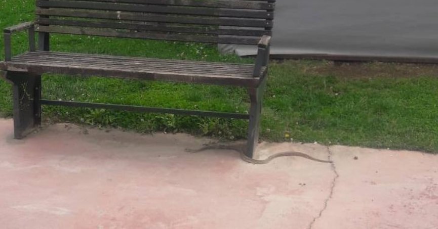 Balyanoz Koyu’nda yılan paniği yaşandı