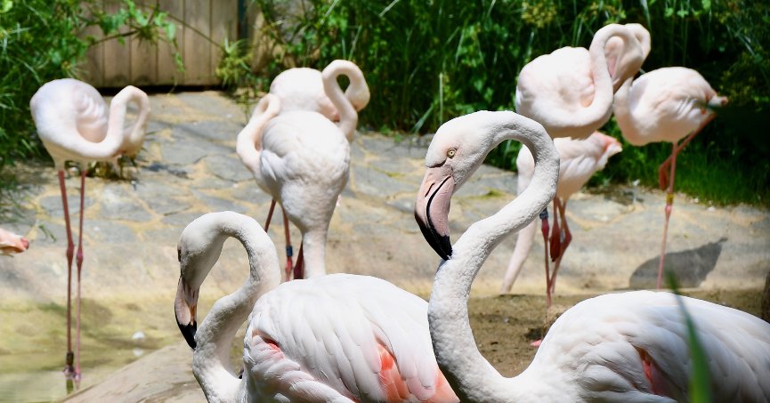 160 farklı hayvan  türünü görme imkanı